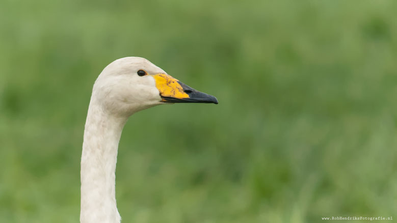 Wilde Zwaan