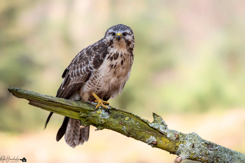 Buizerd | Common Buzzard