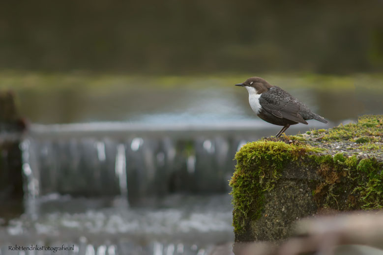Waterspreeuw