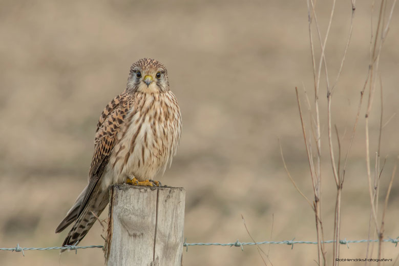 Torenvalk | Common Kestrel
