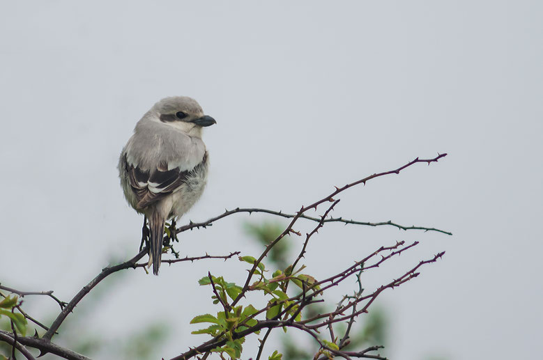 Steppeklapekster | Steppe Grey Shrike