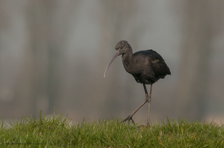 Zwarte Ibis
