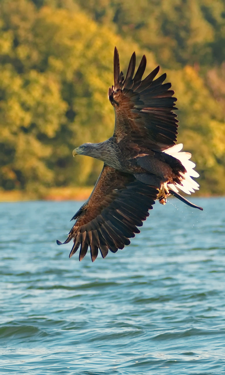 Zeearend | White Tailed Eagle 