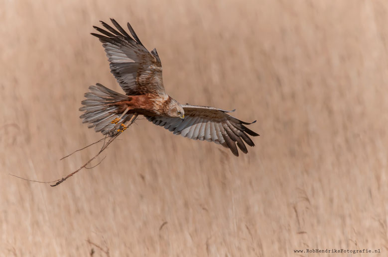 Bruine Kiekendief | western March Harrier