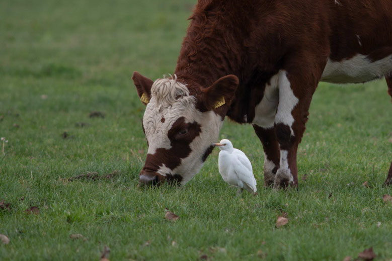 Koereiger