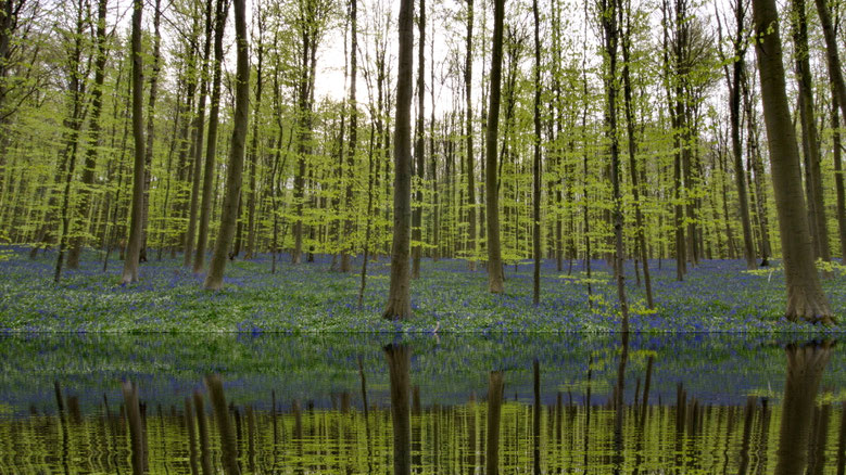 Belgie |  Hallerbos