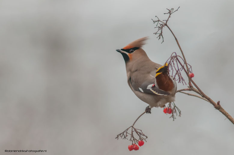 Pestvogel