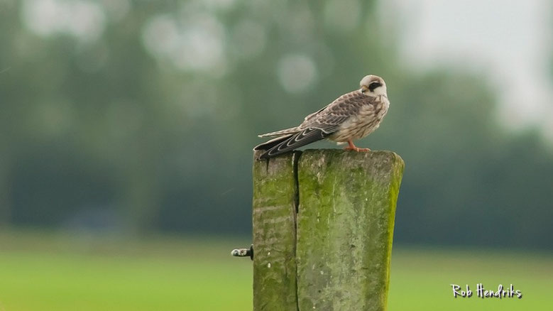 Roodpootvalk | Red-Footed Falcon