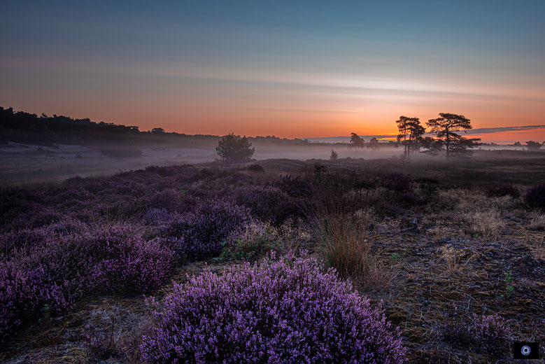 Noord-Brabant | Loonse & Drunense Duinen | 08-25
