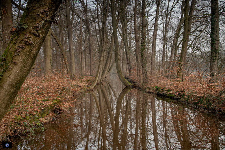 Overijssel |Oelerbeek | Gemeente Delden | Dancing Tree's