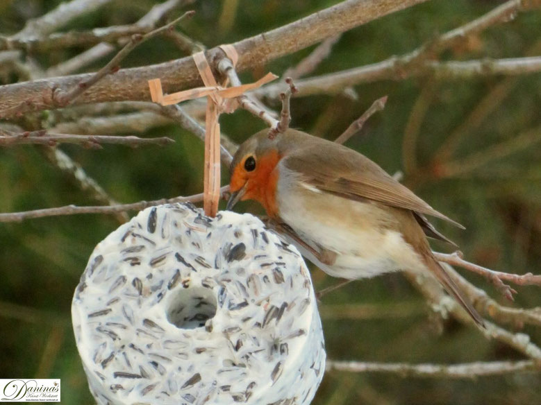 Winterfutterung Vogel Daninas Kunst Werkstatt