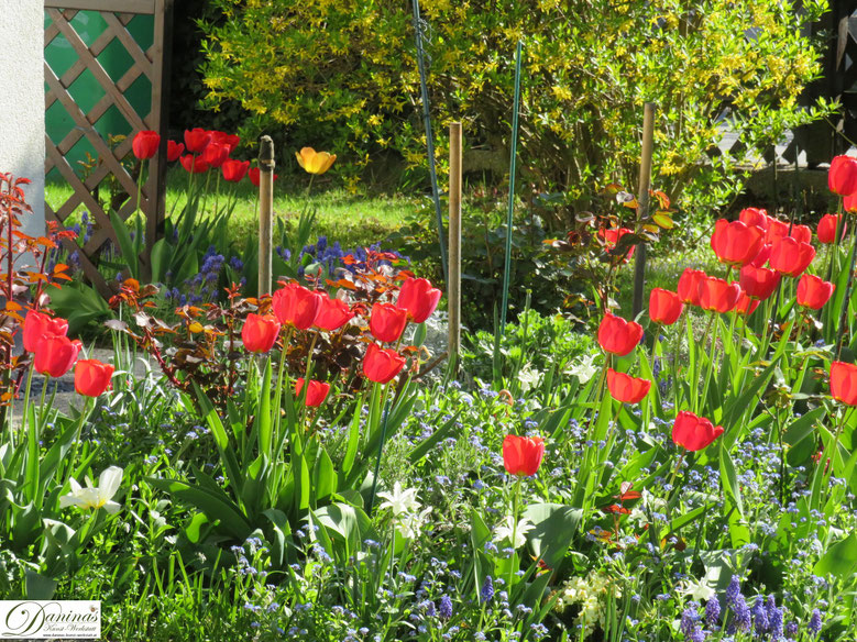 Frühlingsblumen im Garten Daninas KunstWerkstatt