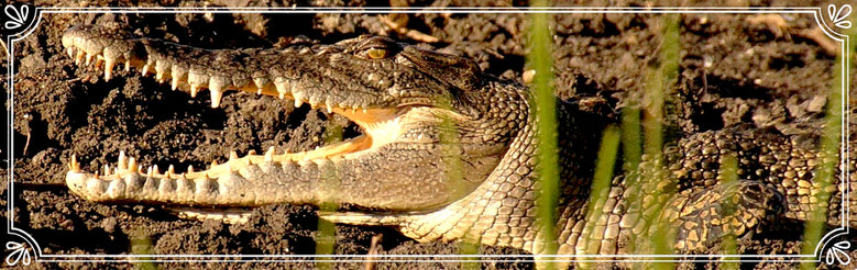 Reisebericht Australien, Salzwasserkrokodil im Kakadu Nationalpark.