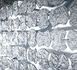 Meteore Poesia Idra Crystal Crystallo Kristall Glasvorhänge Murano Glass Curtains Shop Deco Glas Vorhang Bühnenvorhänge Glaselemente Innendekoration Cristal Modularelemente Glasgardinen Kristallvorhänge Raumteiler visual merchandising Glasbehang Wien Öste
