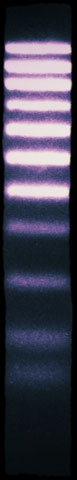 DNA leiter mit 50 bp (Basenpaare)