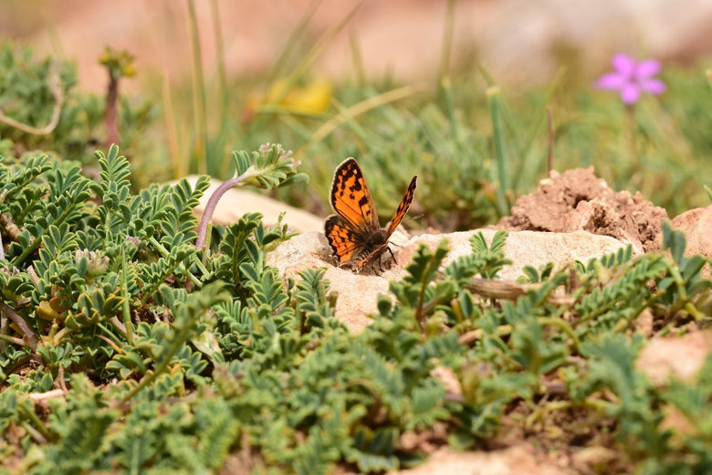 Réserve de Papillons d'Inifife, Moyen Atlas central, 2017, ©Frédérique Courtin-Tarrier  