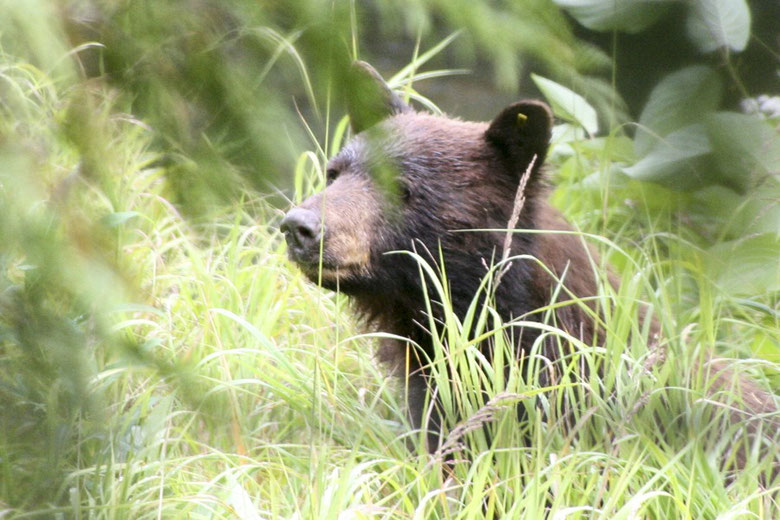 Ein Schwarzbär (Black Bear) nahe der Olympiastadt Whistler.