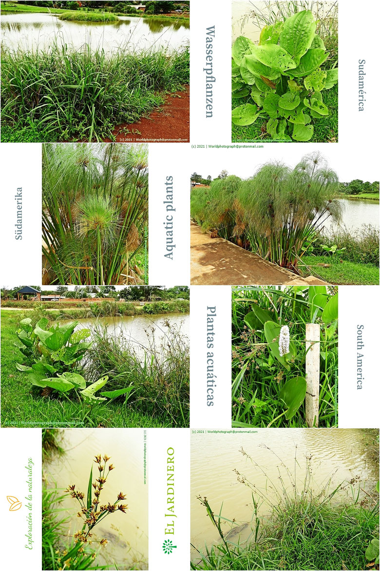 Plantas acuáticas, Wasserpflanzen, Aquatic plants