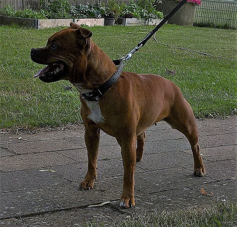 Verwachte Nesten Staffmate Staffordshire Bull Terrier Verwachte Nesten Staffmate Staffordshire Bull Terrier