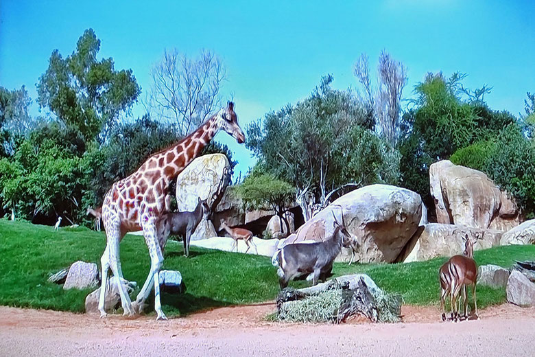 En Bioparc Valencia, puedes ver un grupo de jirafas, incluyendo a las subespecies de jirafa Baringo y Nubia. El parque cuenta con un grupo reproductor de jirafas Rothschild (Baringo), una de las subespecies más amenazadas del planeta.
