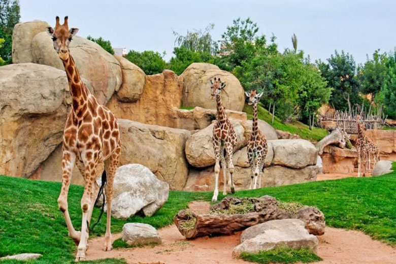 Girafas en el Bioparc de la ciudad de Valencia en uno de los mejores parques de Europa.
