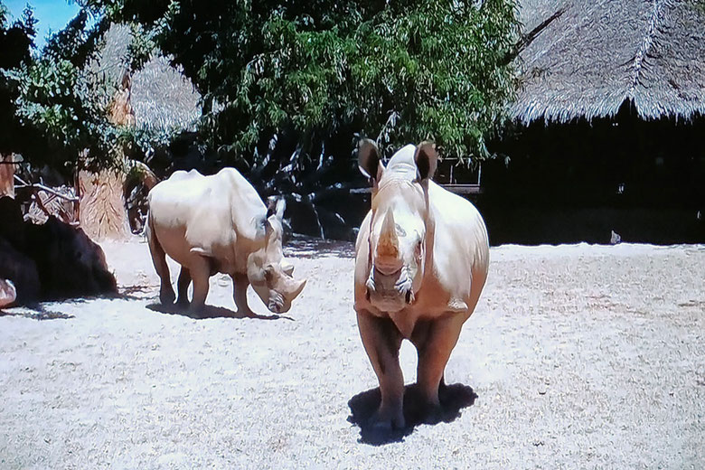 El rinoceronte blanco es exigente en sus requerimientos de hábitat. Necesitan terrenos relativamente llanos, cubiertos de arbustos y pastos.