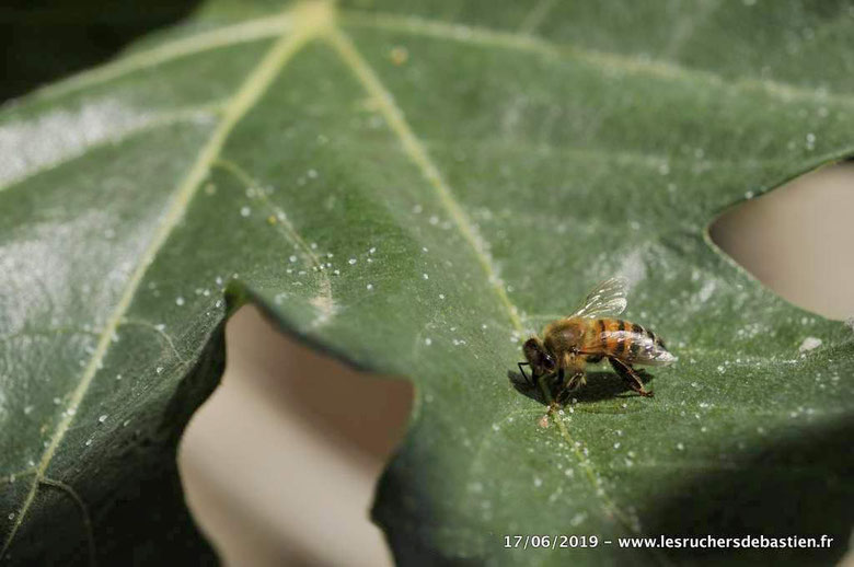 Figuier, abeille, miellat et psylles