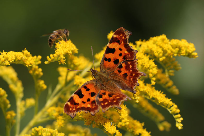 Schmetterling