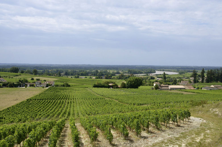 Fronsac vineyard looking down towards the river