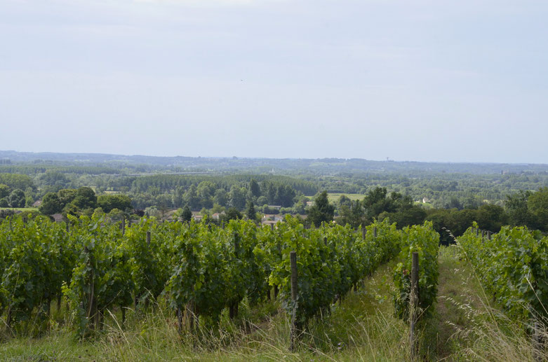 Fronsac countryside