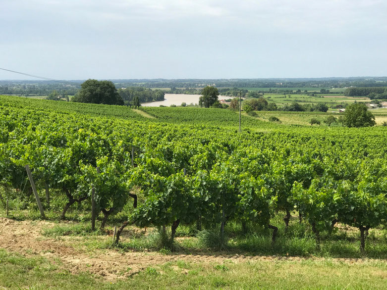 Fronsac countryside