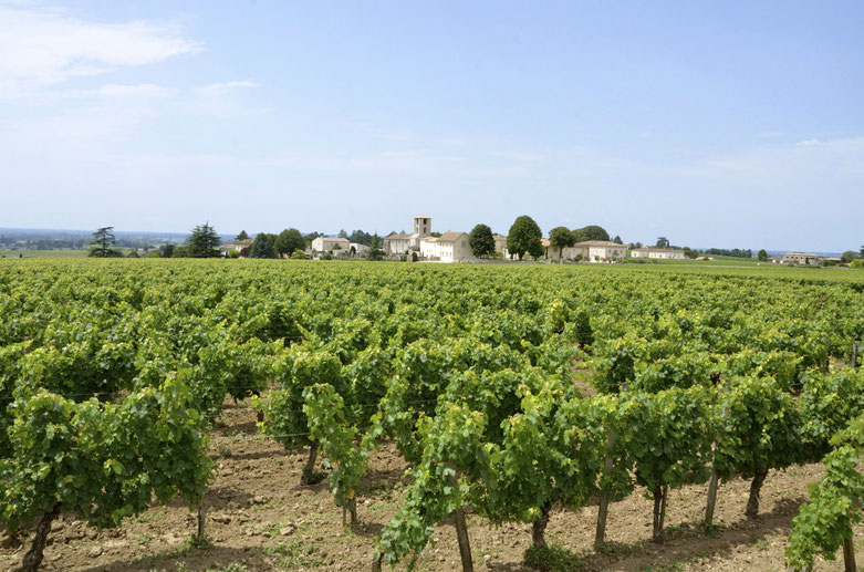 Vineyard scene, Saint Emilion