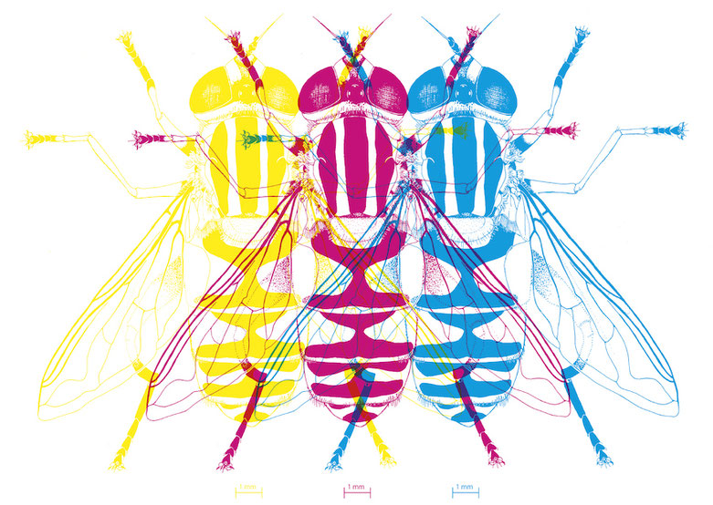 design illustration melanie suter fliege cyan schwarz magenta yellow gelb cmyk wissenschaftliche illustration biologie insekt 