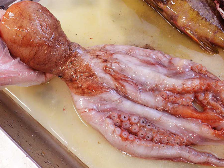 羅臼　未利用魚　ヤナギダコ