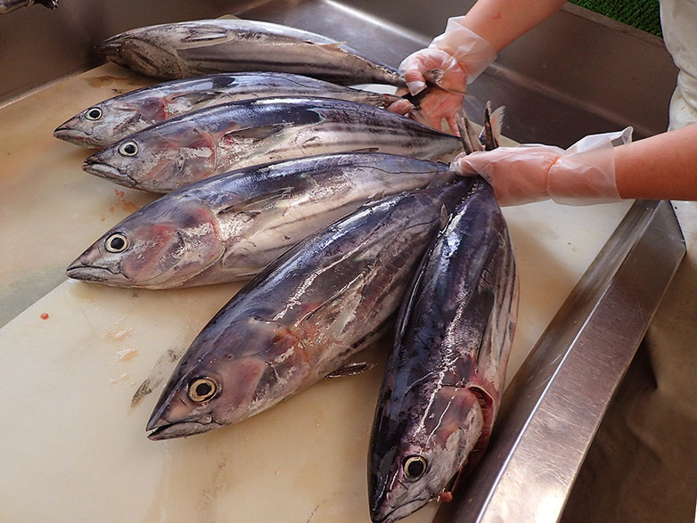 宅配寿司　天然地魚　カツオ