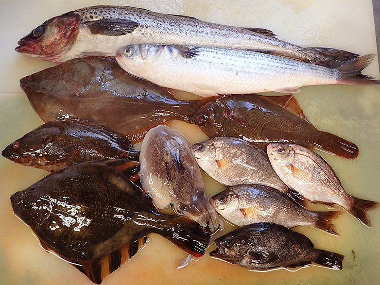 大船渡の魚　未利用魚　宅配寿司