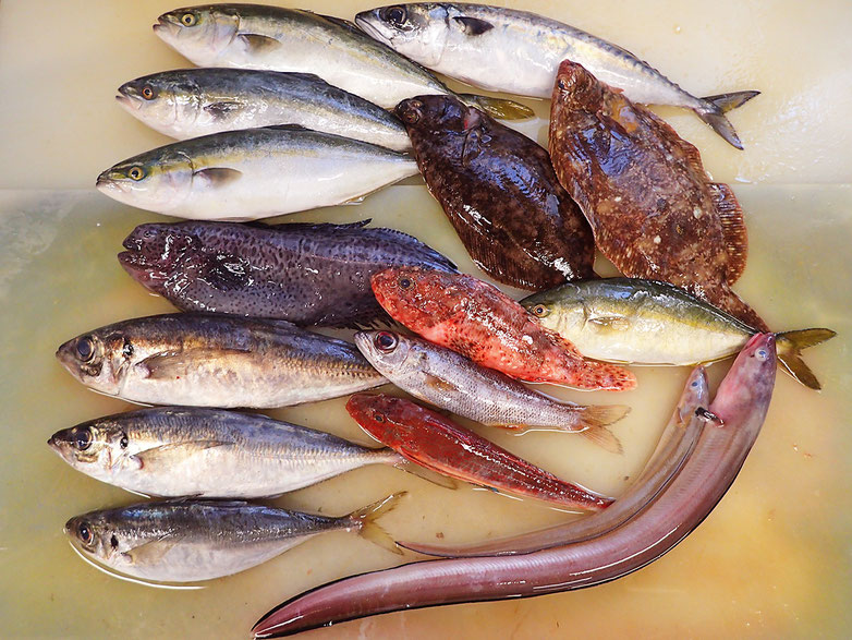 高級寿司　出前