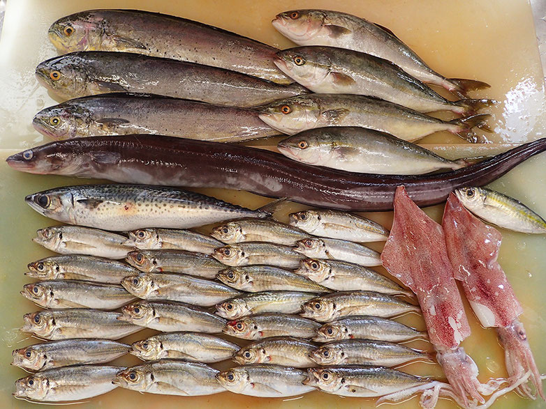 宮城県　未利用魚