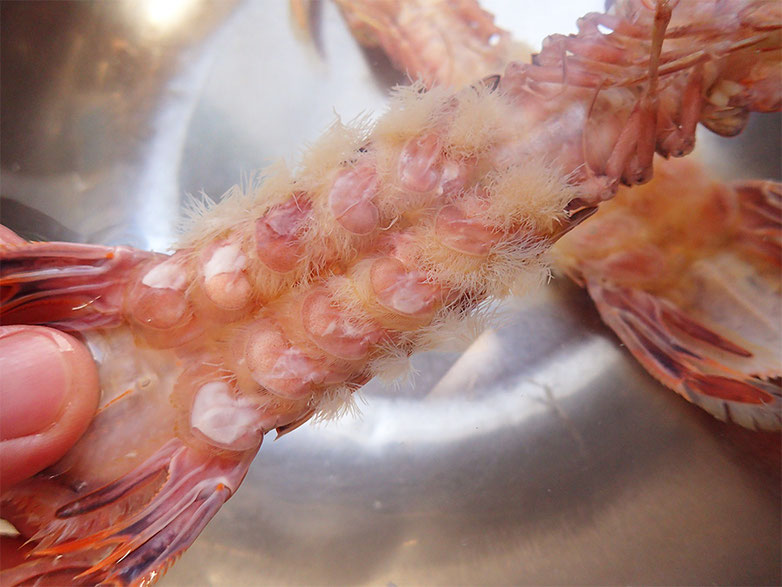 蝦蛄の足には毛が生えている