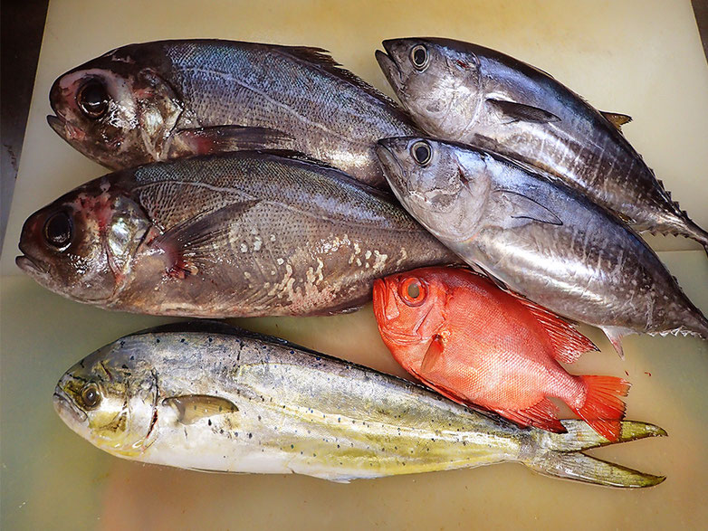 小田原　天然地魚　宅配寿司