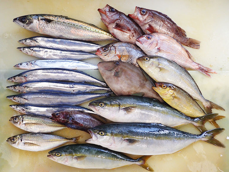 大船渡からの未利用魚到着