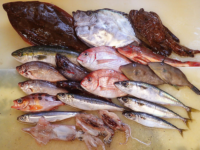 大船渡 未利用魚