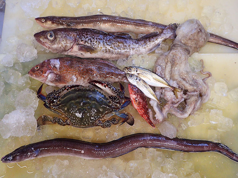 大船渡　未利用魚