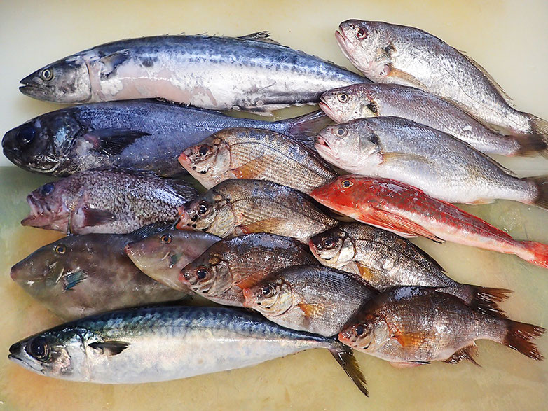 大船渡の魚　未利用魚