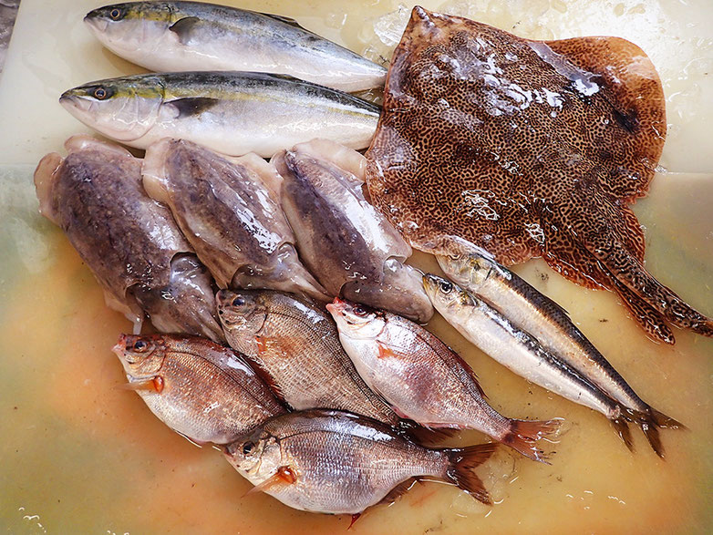 大船渡の魚　未利用魚　宅配寿司　出前