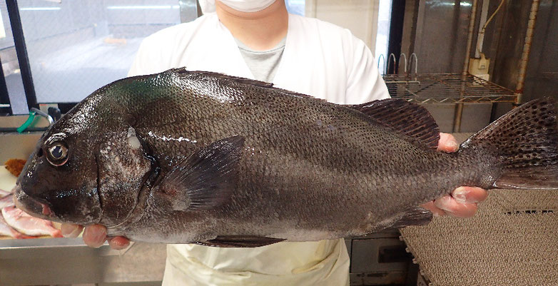 コショウダイの寿司　出前