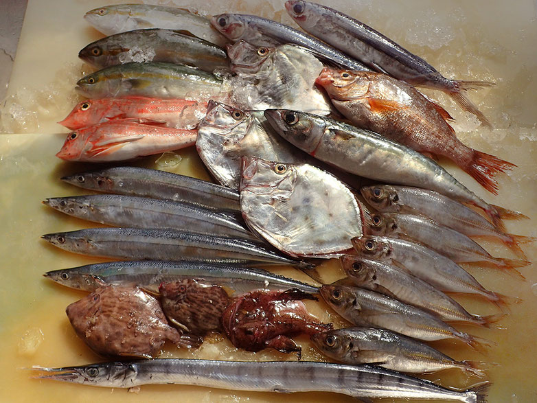 大船渡からの未利用魚到着