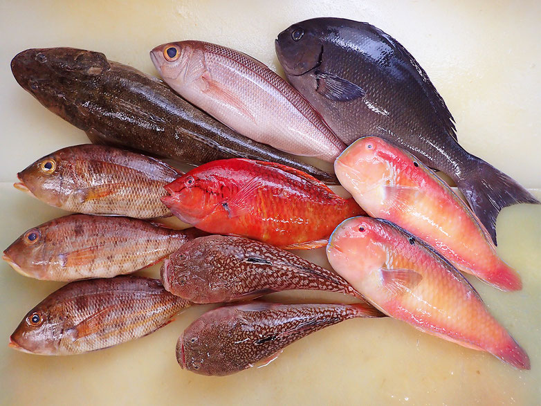 愛知県伊勢湾からの産地直送便。質の良い天然の地魚が並んでいます。美味しいお寿司の基本がここにあります。