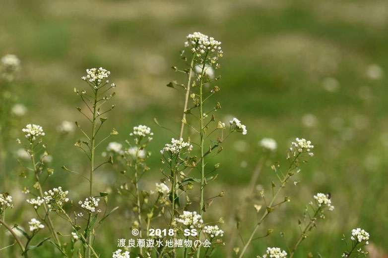 ナズナ 渡良瀬遊水地植物の会