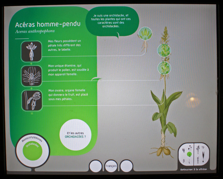 Ecran au Museum National d'Histoire Naturelle de Paris présentant l'orchis homme pendu (Orchis anthropophora)